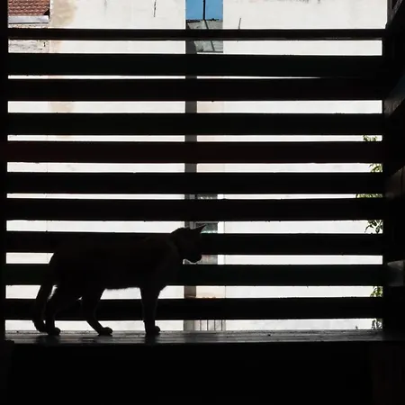 Zen * Κλουζ-Ναπόκα